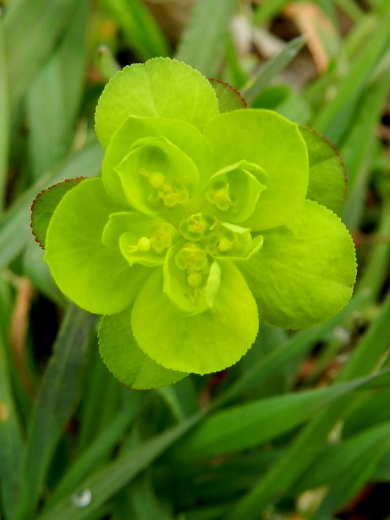 Euphorbia helioscopia